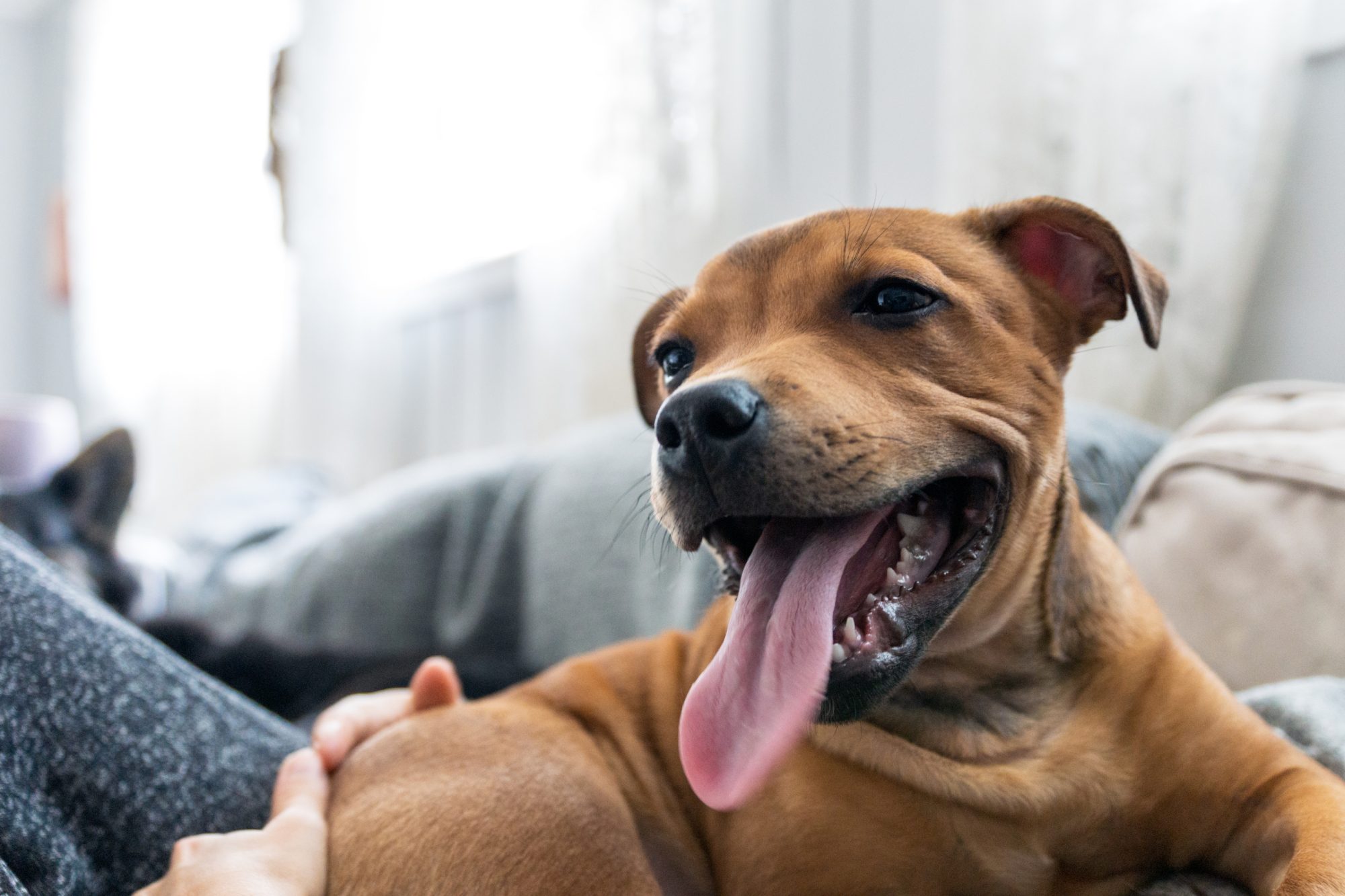 Staffordshire bullterrier are relaxing indoors panting and smiling while laying on the couch. Man`s best friend and puppy photography concept